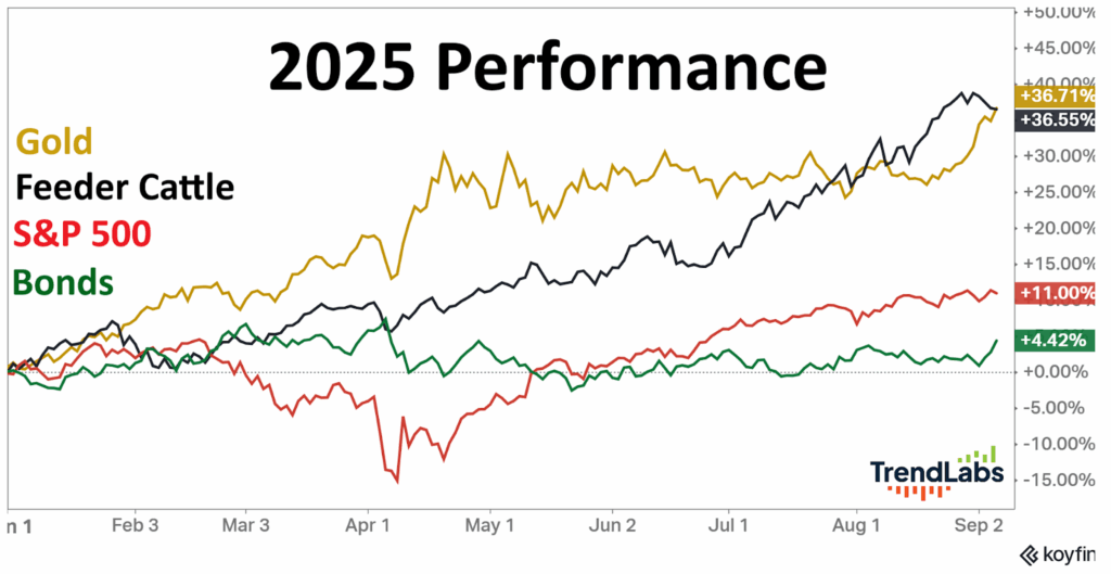 Graph titled '2025 Performance' shows gold in gold, rising sharply to +36.71%. Feeder cattle in black, also rising to +36.55%. S&P 500 in red, fluctuating around +11.00%. Bonds in green, steady at +4.42%.